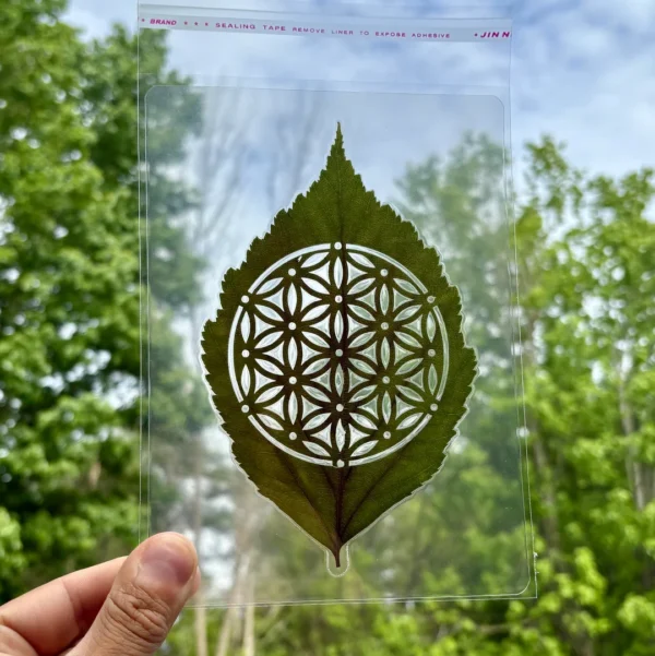 Leaf B