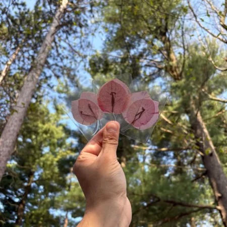 Under the Bougainvillea Canopy 2"x3" (2025)